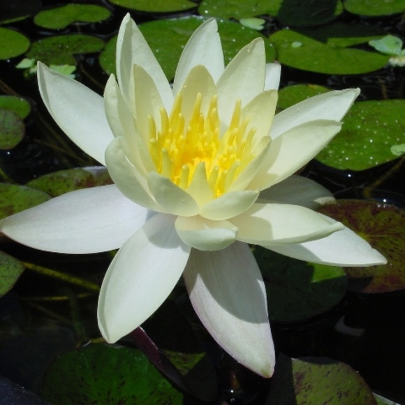 Meet the Posher Other - Meet your Posher, Sara